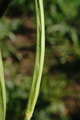 Conringia orientalis