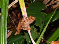 Polypedates colletti