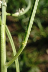 Conringia orientalis