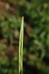 Conringia orientalis