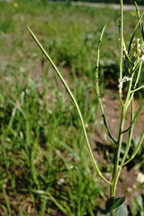 Conringia orientalis