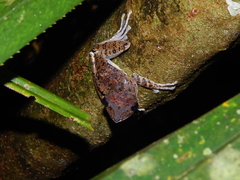 Polypedates colletti