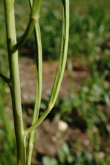 Conringia orientalis