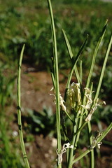 Conringia orientalis