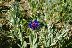 Centaurea depressa