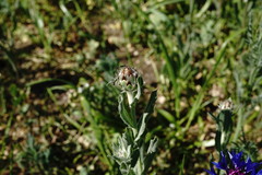 Centaurea depressa