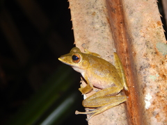 Polypedates colletti