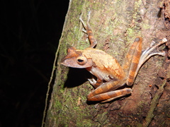 Polypedates colletti