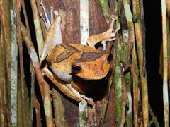 Polypedates colletti