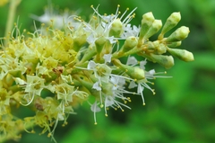 Combretum leprosum