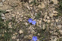 Linum narbonense