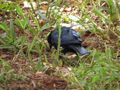 Molothrus bonariensis