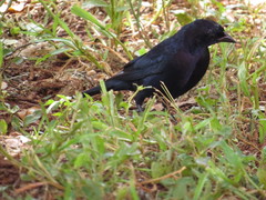 Molothrus bonariensis