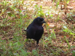 Molothrus bonariensis