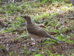 Turdus leucomelas