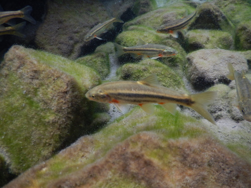 Saltillo Chub