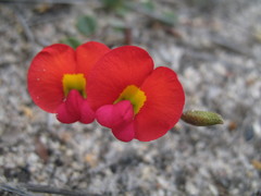 Kennedia coccinea