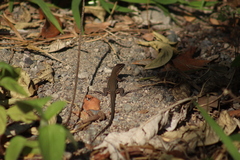 Aspidoscelis lineattissimus