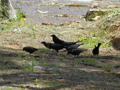 Molothrus bonariensis