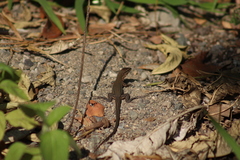 Aspidoscelis lineattissimus