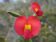 Kennedia coccinea