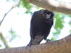 Molothrus bonariensis