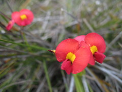 Kennedia coccinea