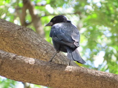 Molothrus bonariensis