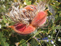 Banksia baxteri