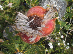 Banksia baxteri