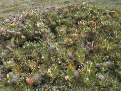 Banksia baxteri