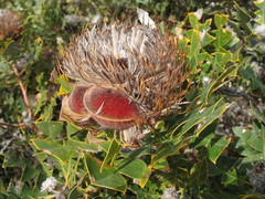 Banksia baxteri