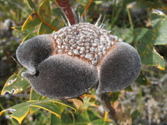 Banksia baxteri