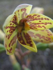 Thelymitra villosa