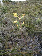 Thelymitra villosa