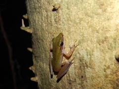 Chalcorana parvaccola