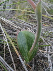 Thelymitra villosa