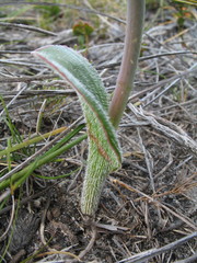 Thelymitra villosa
