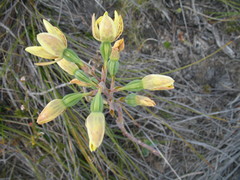 Thelymitra villosa