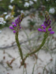 Comesperma virgatum