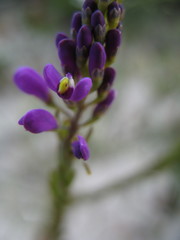 Comesperma virgatum