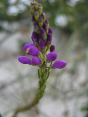 Comesperma virgatum