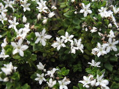 Orianthera serpyllifolia