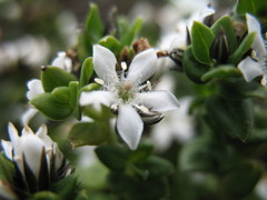 Orianthera serpyllifolia