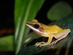 Chalcorana parvaccola