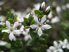 Orianthera serpyllifolia