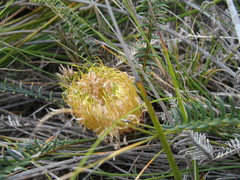 Banksia arctotidis