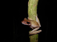 Polypedates colletti