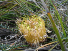 Banksia arctotidis