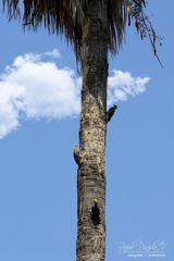 Melanerpes chrysogenys